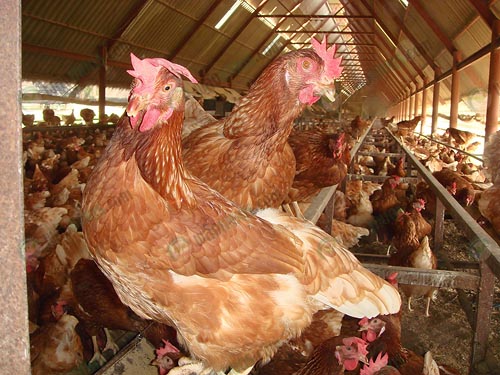 5.พื้นที่ให้ไก่ได้วางไข่และหลับนอน