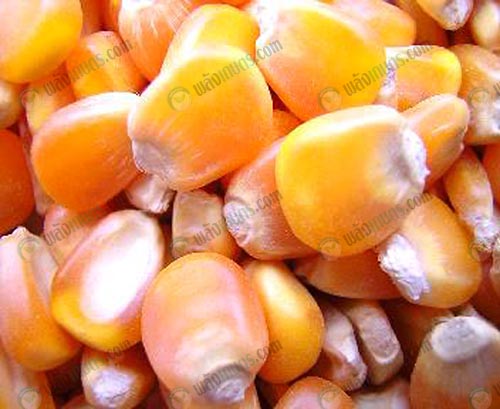 6.ข้าวโพด