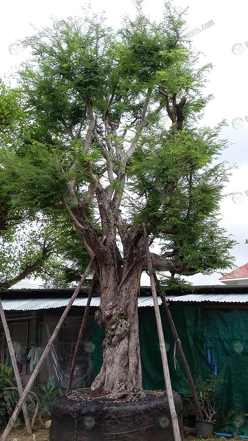 6.ต้นไม้ทุกต้นพุ่มสวยงาม-ให้ร่มเงา-และจัดไว้ตรงไหนของมุมบ้านก็ดูดีทุกสไตล์