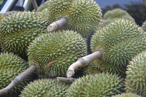 6.ทุเรียนพันธุ์หลงลับแล