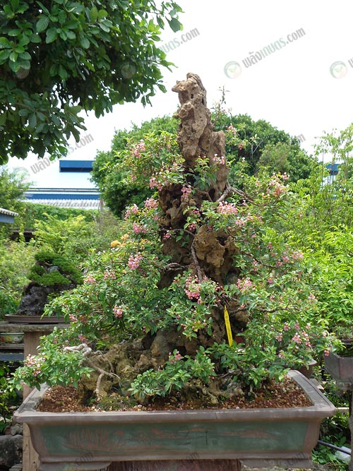 6.เชอรี่แคระเกาะหิน-ดอกสะพรั่ง-และชมพูหวาน