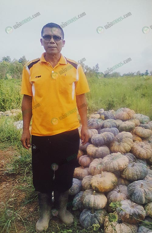 7.ผลผลิตฟักทองที่ปลูกในสวนปาล์มพร้อมส่งจำหน่ายสู่ภาคใต้