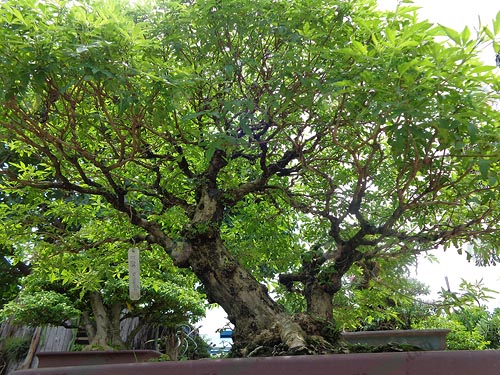 7.รูปทรงของต้นไม้จากธรรมชาติ-อย่างต้นนี้เป็นทรงคนคู่