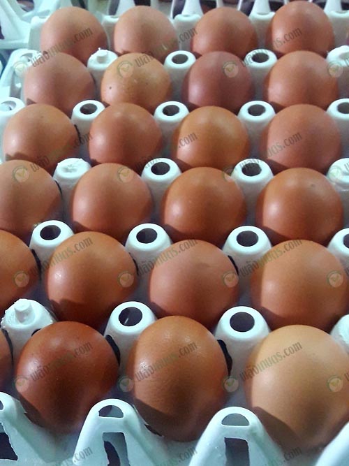7.ไข่ไก่ฟองใหญ่ๆ