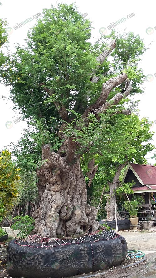 7.ไม้ใหญ่ทรงพุ่มสวย-โดดเด่นที่ขนาดลำต้นใหญ่กว่าไม้ทุกชนิดในร้าน