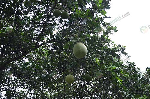 8.ผลส้มโอรอการเก็บเกี่ยว