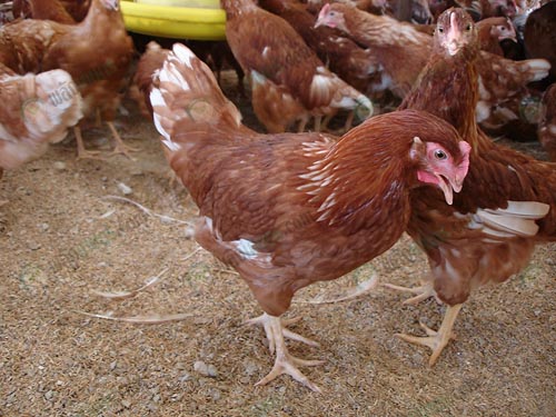 8.ไก่รุ่น