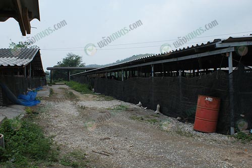9.โรงเรือนเลี้ยงเป็ดที่ดัดแปลงจากโรงเรือนเลี้ยงวัว