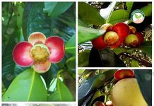 การพัฒนา สวนมังคุด 35 ไร่ สู่มาตรฐาน ต้นมังคุด GAP เกรด A 190 บาท/กก. การพัฒนา สวนมังคุด สู่มาตรฐาน ต้นมังคุด GAP เกรด A ราคา 190 บาท/กก.