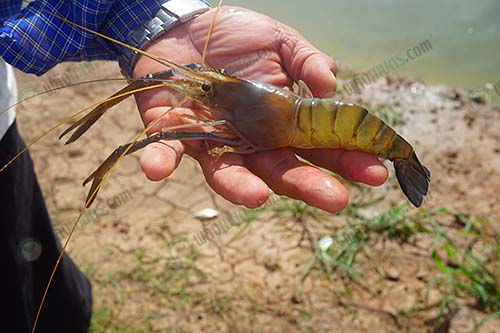 กุ้งก้ามกราม