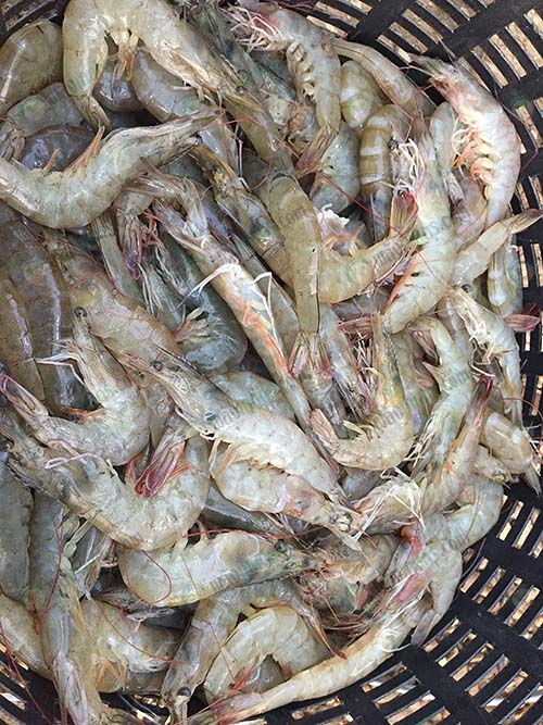 กุ้งในพื้นที่น้ำจืด