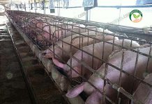การบริหารจัดการ ฟาร์มหมู คุณภาพ ด้วย อาหารหมักจากยีสต์ การบริหารจัดการ ฟาร์มหมู คุณภาพ ด้วย อาหารหมักจากยีสต์
