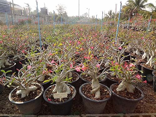 1.ชวนชมเขาหินซ้อน