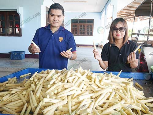 1.ผลผลิตข้าวโพดคุณภาพจากบริษัท-กมลรัตน์-รุ่งเรืองฟูตส์-จำกัด