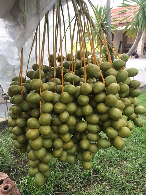 1.ผลผลิตอินทผลัมบางบ่อ