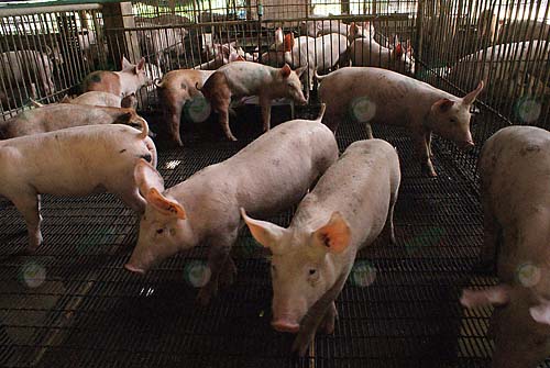 14.เล้าหมูพันธุ์