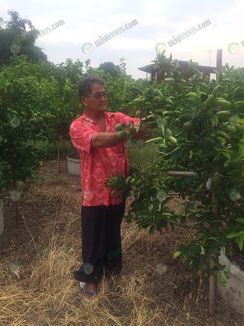 2.ผลผลิตมะนาวน้ำหอมพันธุ์ทูลเกล้าฯ