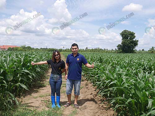 3.แปลงข้าวโพด-บริษัท-กมลรัตน์รุ่งเรืองฟูตส์-จำกัด