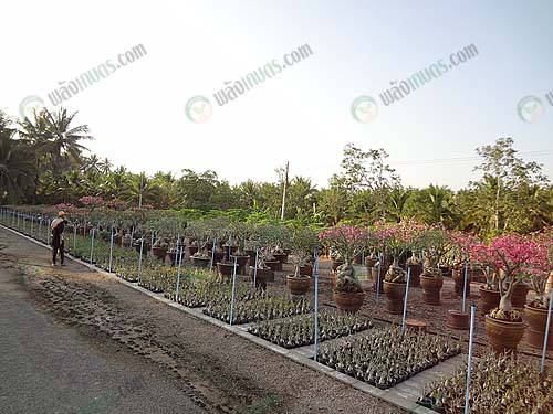 3.แปลงแม่พันธุ์ผลิตเมล็ดของไพสิฐฟาร์ม