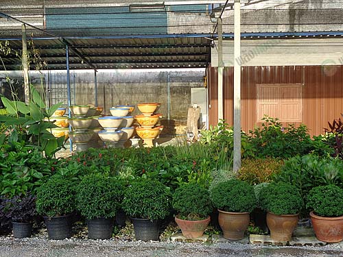 4.ไม้กระถาง-ไม้จัดสวนนานาชนิด-ให้เลือกซื้อตามต้องการ