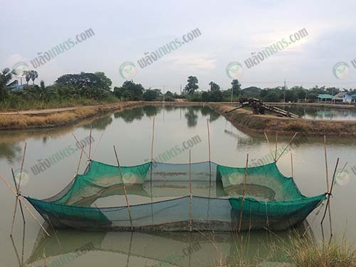5.กระชังใช้ในการเพาะชำลูกกุ้ง
