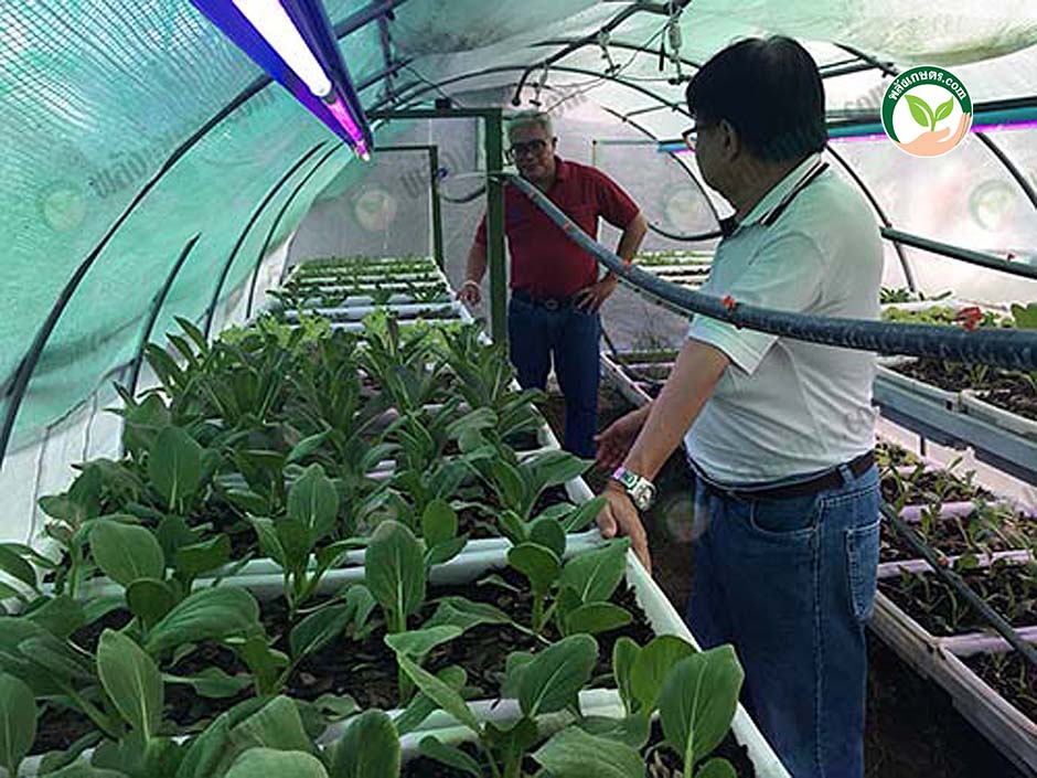 5.เกษตรแม่นยำสูง ปลูก ผักไฮโดรโปนิกส์ ให้โตเร็ว ด้วย หลอดไฟปลูกต้นไม้ LED