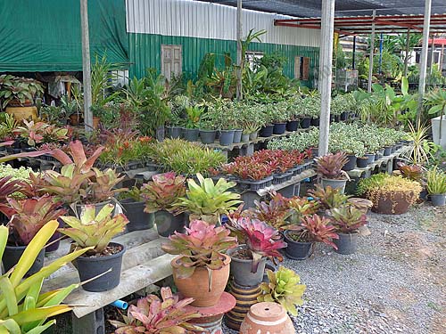 5.ไม้เด่นภายในร้านลุงอ๊อดพันธุ์ไม้