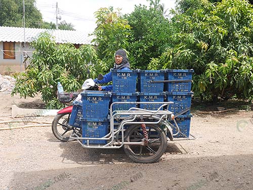 6.เกษตรกรนำผลผลิตข้าวโพดที่กรีดแล้วมาส่งโรงงาน