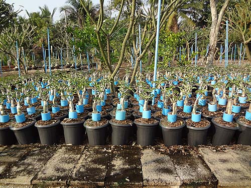 6.ไพสิฐฟาร์มกำลังสร้างชวนชมไทยโซโคทรงสูงไว้รองรับตลาด