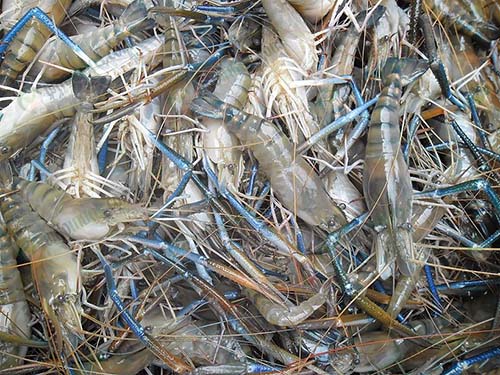 7.กุ้งก้ามกรามขนาดที่จับขาย