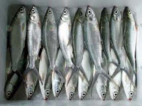 7.ปลานวลจันทร์ทะเลแช่เย็นพร้อมส่ง
