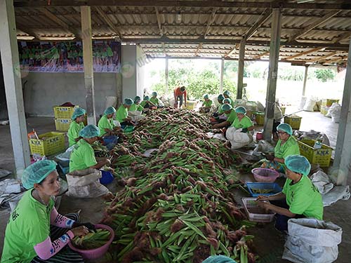 7.เกษตรกรที่มารับจ้างกรีดข้าวโพดฝักอ่อน