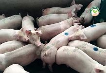โครงการรับจ้าง เลี้ยงหมู ของเบทาโกร สร้างรายได้นับแสนให้คนวัยเกษียณ โครงการรับจ้าง เลี้ยงหมู ของเบทาโกร สร้างรายได้นับแสนให้คนวัยเกษียณ