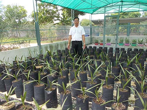 9.ต้นพันธุ์อินทผลัม