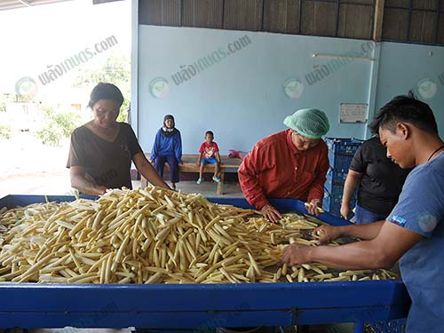 คนงานคัดแยกผลผลิตข้าวโพดฝักอ่อนจากเกษตรกร