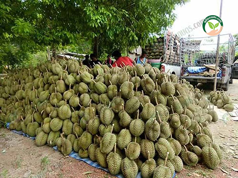 ผลผลิตที่เก็บเกี่ยวจากสวน