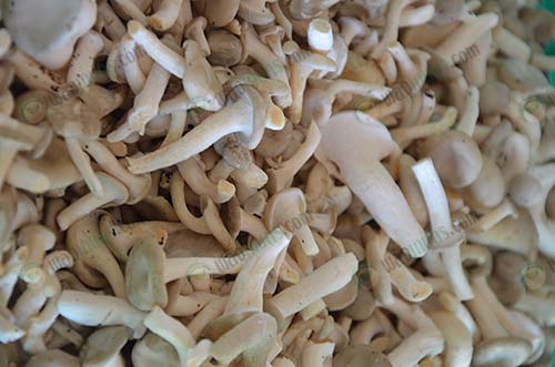 1.เห็ดขอนขาว