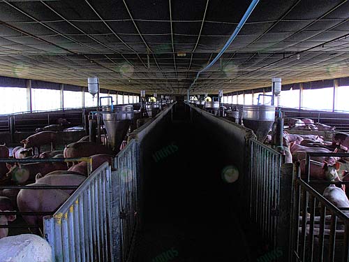 1.โรงเรือนหมู