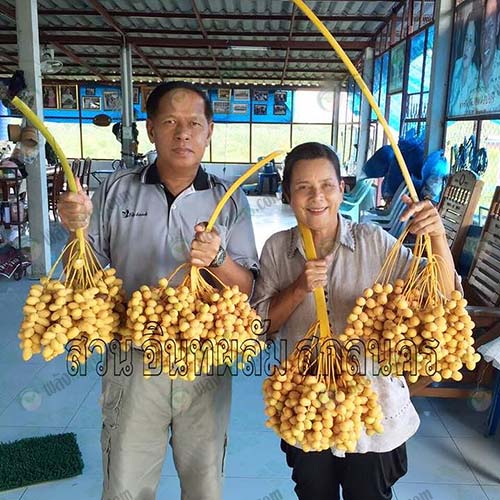 2.คุณประมวล-และคุณภัทราภรณ์-อินทรศรี