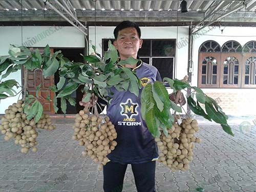2.คุณโชติวัฒน์-ฮะทะโชติ-เจ้าของสวนลำไยโชติวัฒน์