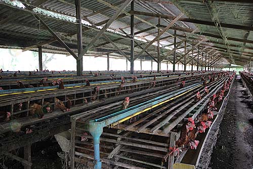3.โรงเรือนไก่ไข่