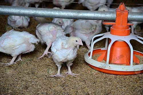 3.ไก่พันธุ์อาร์เบอร์-เอเคอร์ส