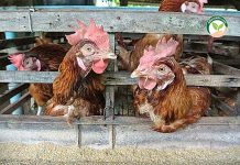 วิธีการเลี้ยงไก่ไข่ พันธุ์ “ฮาร์โก้” ทนโรค ไข่ใหญ่ ไข่ดก 280-300 ฟอง/ตัว/ปี วิธีการเลี้ยงไก่ไข่ พันธุ์ “ฮาร์โก้” ทนโรค ไข่ใหญ่ ไข่ดก 280-300 ฟอง/ตัว/ปี