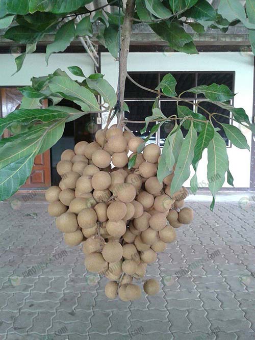 4.สายพันธุ์ลำไย