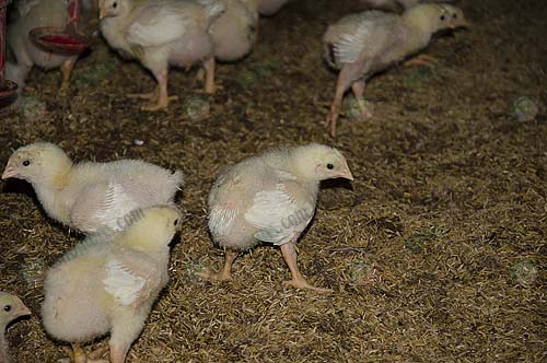 4.สายพันธุ์ไก่เนื้อ