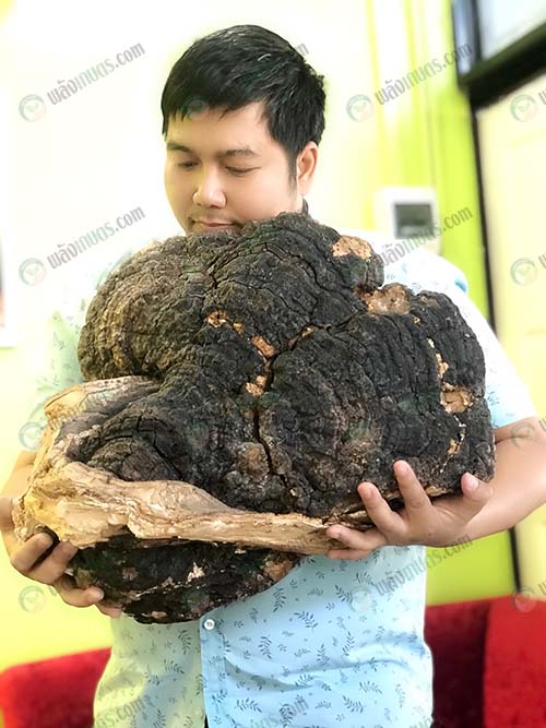 4.เห็ดกระถินพิมาน-ที่ฟาร์มสามารถเพาะได้แล้ว