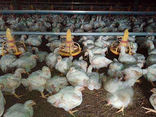 4.ให้อาหารและน้ำไก่เนื้อ