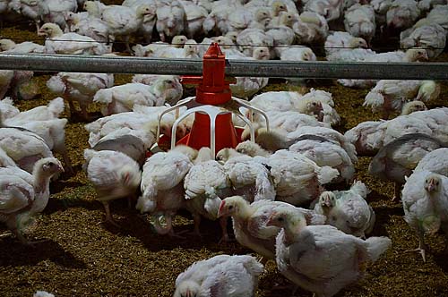 4.ให้อาหารไก่เนื้อ