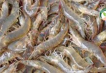 เลี้ยงกุ้งขาวแวนนาไม รวมกับกุ้งก้ามกราม รายได้มั่นคง ลดความเสี่ยง เลี้ยงกุ้งขาวแวนนาไม รวมกับ กุ้งก้ามกราม รายได้มั่นคง ลดความเสี่ยง