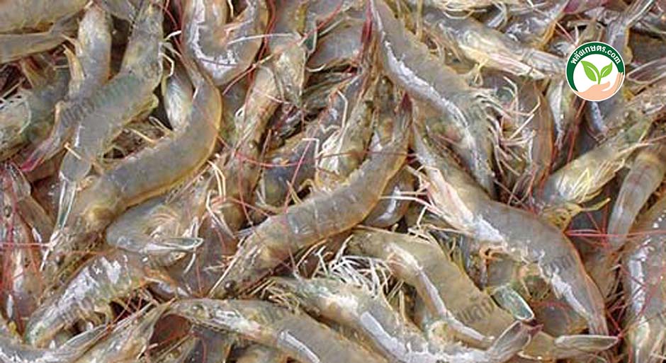 6.เลี้ยงกุ้งขาวแวนนาไม รวมกับ กุ้งก้ามกราม รายได้มั่นคง ลดความเสี่ยง